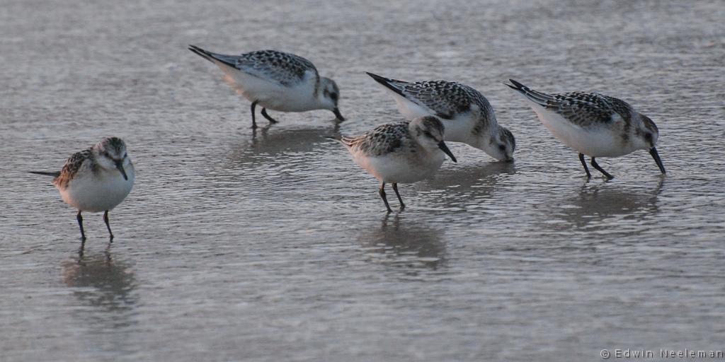 ENE-20080905-0059.jpg - [nl] Drieteenstrandlopers ( Calidris alba  ) | Sandbanks Provincial Park, Burgeo, Newfoundland, Canada[en] Sanderling ( Calidris alba  ) | Sandbanks Provincial Park, Burgeo, Newfoundland, Canada